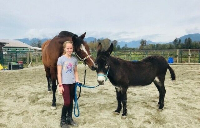 Horse back riding lessons