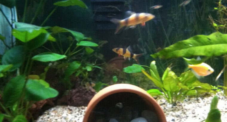 Aquarium fish (Clown Loaches)