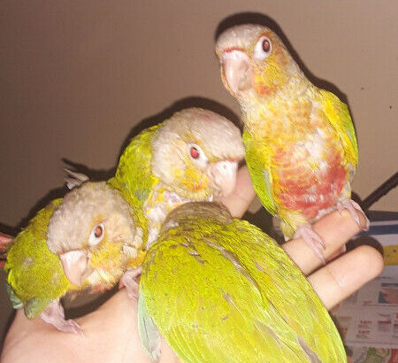 Baby Pineapple Conures