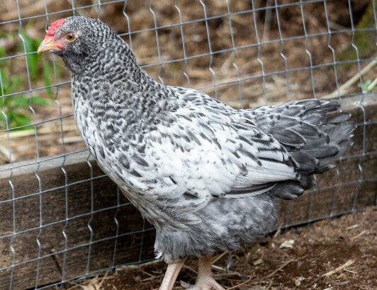 Ameraucana/Easter Egger rooster