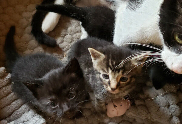 Kittens For Rehoming