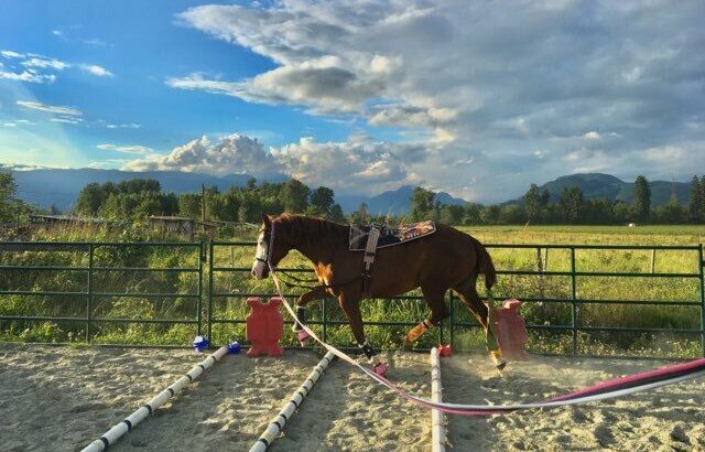 Horse back riding lessons