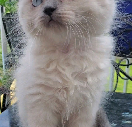 Purebred Doll Face Persian Kittens **one male left**