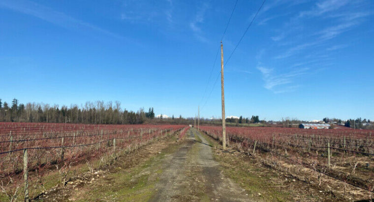 44.45 ACRES WITH HOUSE AND LARGE BLUEBERRY FARM