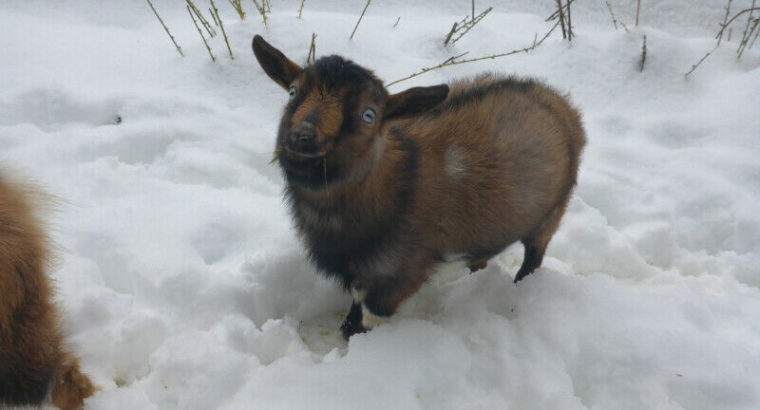 Goat for Sale STUD-Nigerian Dwarf Male