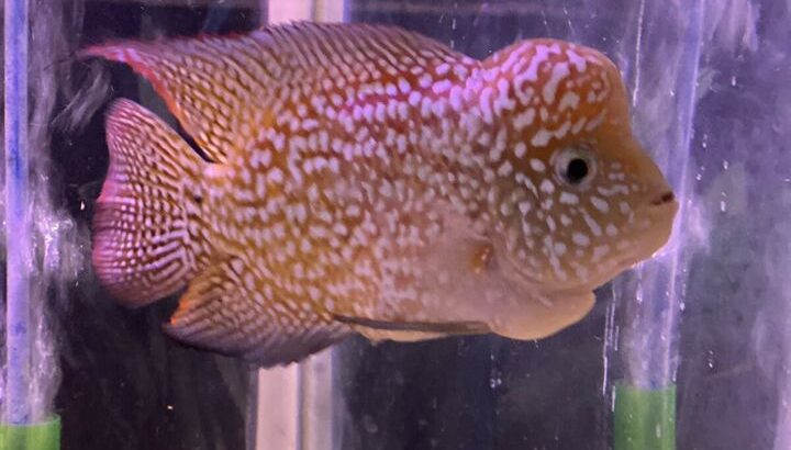 Super High Quality Flowerhorns (all from thailand)