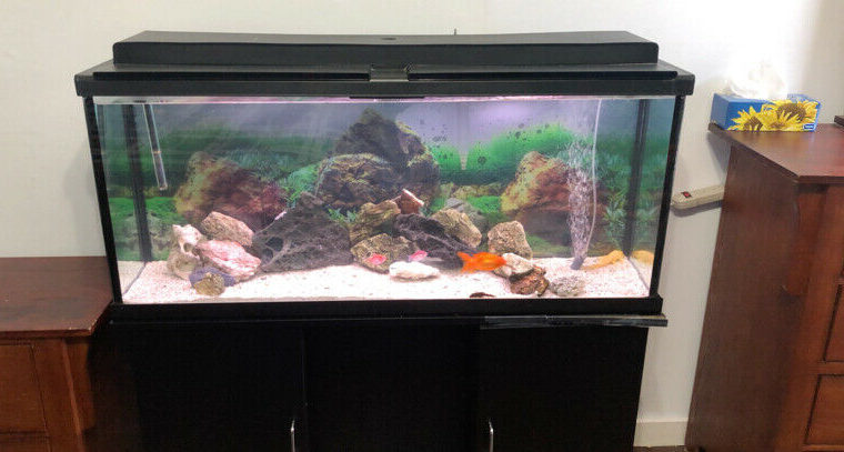 55 gallons fish tank