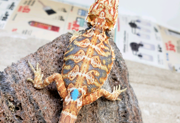 Gorgeous bearded dragons available