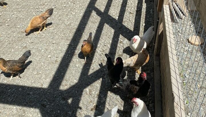 Bantam Chickens