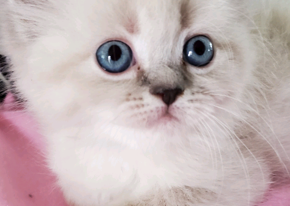 Female Purebred Doll Face Persian Kitten