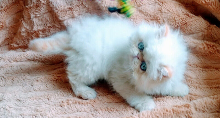 EXOTIC LONGHAIR PERSIAN