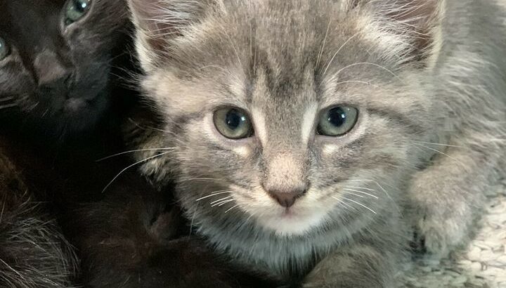 Adorable siameses tabby mix kittens