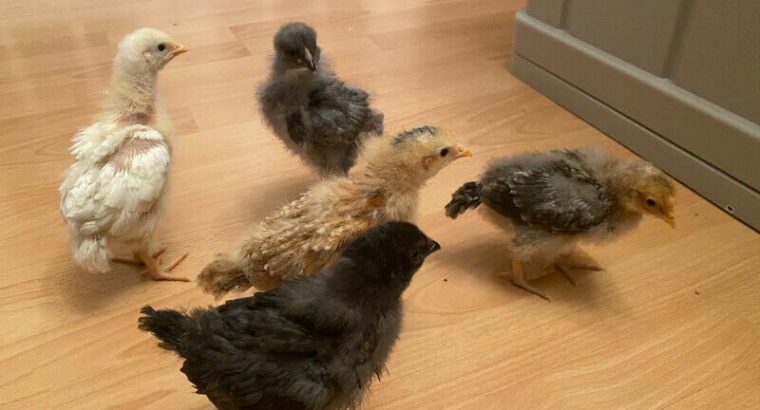 Heritage breed chicks – hatched June 3