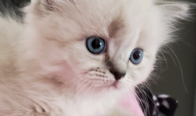 Female Purebred Doll Face Persian Kitten