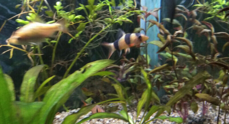 Aquarium fish (Clown Loaches)