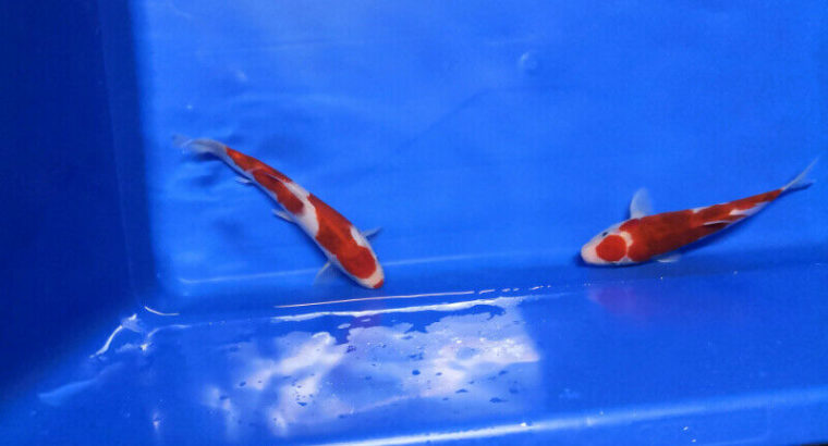 Genuine Koi Fish Flown In From Japan