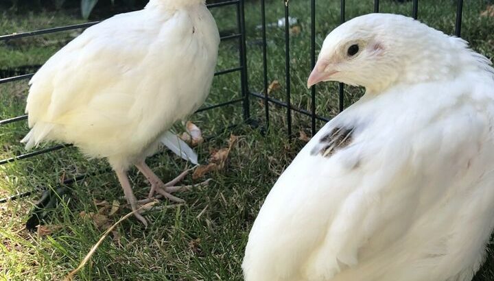 Quails for Sale