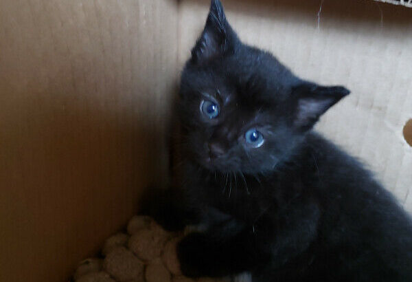 Kittens For Rehoming