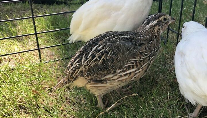 Quails for Sale