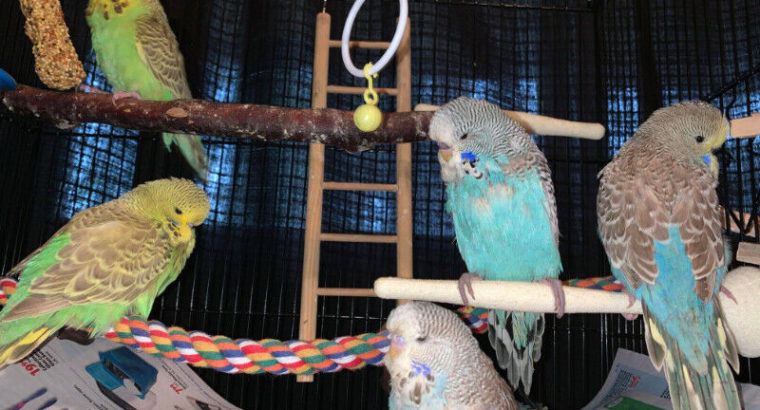 baby english budgies