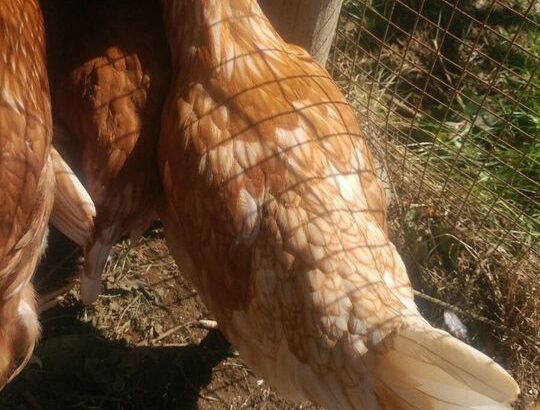 Rhode Island Red x Heritage Layer Pullets