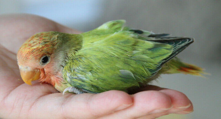 Rare, beautiful hand-fed Opaline green pied baby lovebird