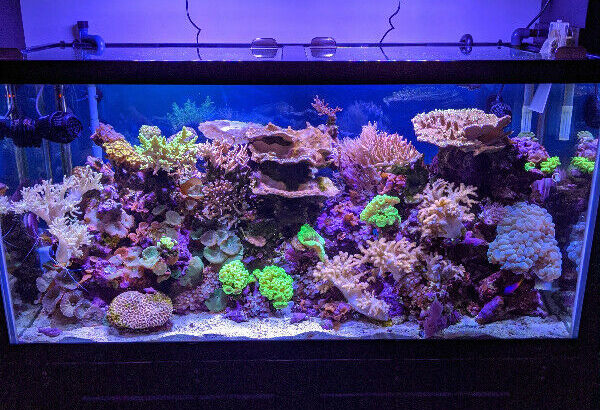 90-gallon reef aquarium