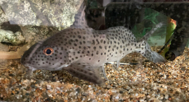 Synodontis Multipunctatus – Catfish – $10 each or 2 for $15