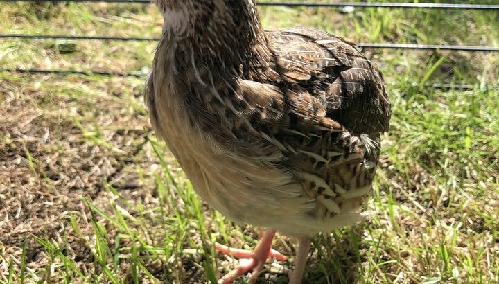 Quails for Sale