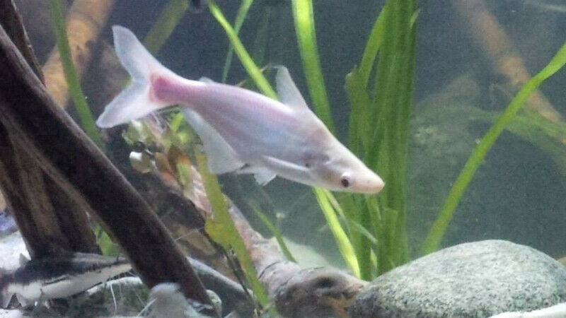 Black & Albino Iridescent Sharks for Good Home