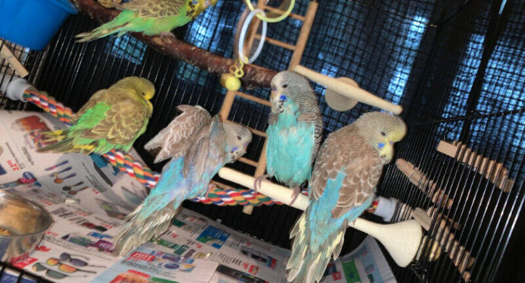 baby english budgies