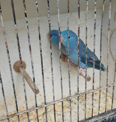 Parrotlet Breeding pair