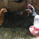 2 month old chickens for sale