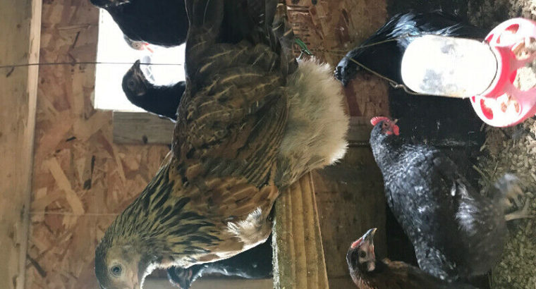 2 month old chickens for sale