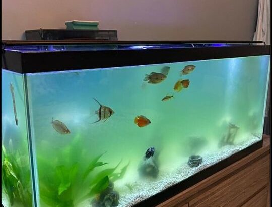 Fish tank for sale