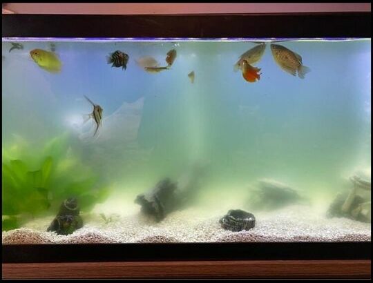 Fish tank for sale