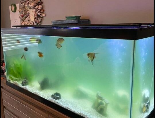 Fish tank for sale