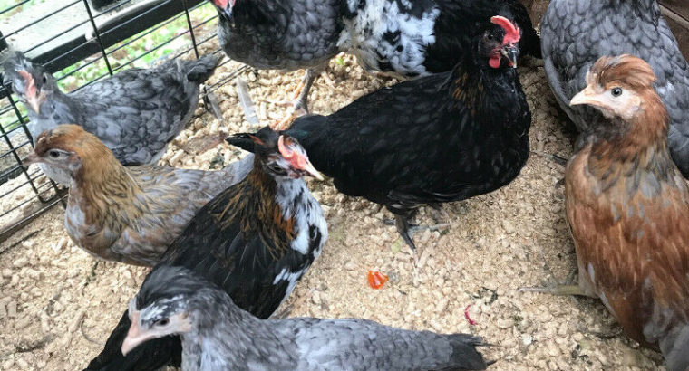 2 month old chickens for sale