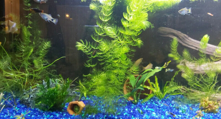 Hornwort – aquarium plant