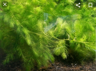 Hornwort aquatic plants