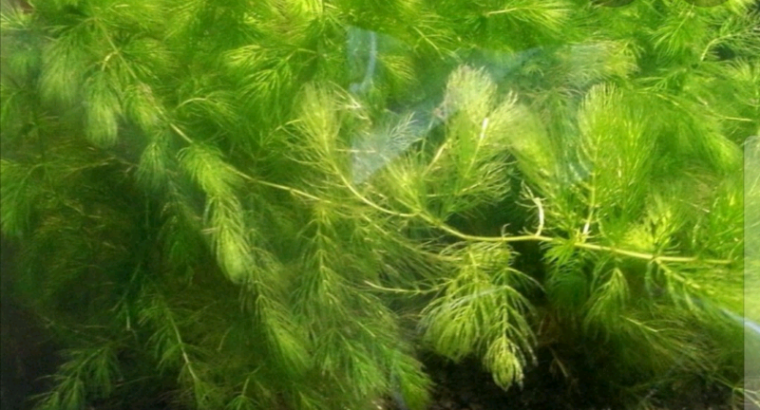 Hornwort aquatic plants
