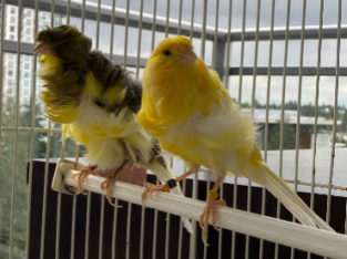 3 Beautiful canaries for sale