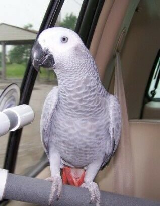 Wanted: African Grey Parrot