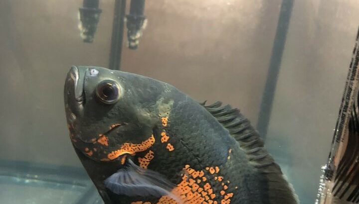 Oscar fish for sale