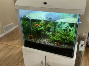 Fully Set Up Aquarium / Fish Tank
