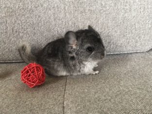 Adorable baby male Chinchilla! Lovely pet!