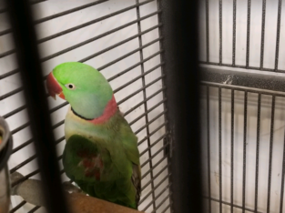 Male alexandrian parrot for sale