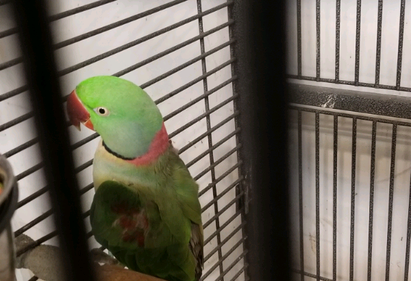 Male alexandrian parrot for sale