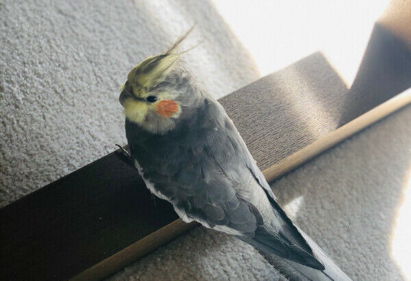 Lost cockatiel across Marmont street and Charland ave Coquitlam