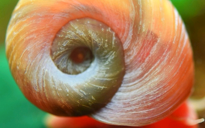 Ramhorn snails healthy